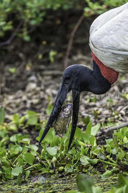 Jabiru, Jabiru菌属，是一种发现于美洲的大型彩色鹳。发现于巴西潘塔纳尔湿地。吃一条鱼。